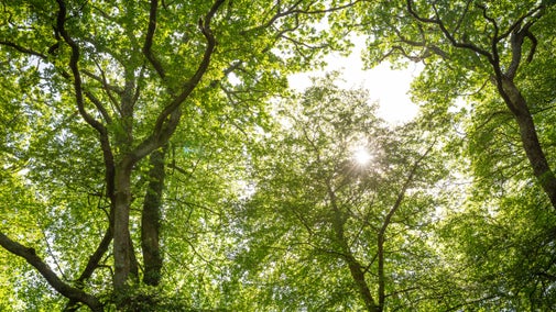 Leafy, green tree canopy in summer.